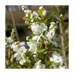 15 - 20cm Exochorda racemosa (Magical Springtime) | 9cm Pot