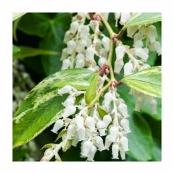 15 - 20cm Leucothoe walteri 'Rainbow' | Dog Hobble | 9cm Pot