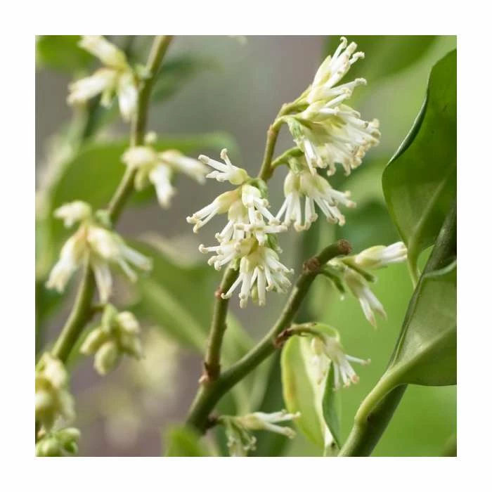 10 - 15cm Sarcococca ruscifolia | Fragrant Sweet Box | 9cm Pot