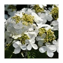 10 - 15cm Viburnum plicatum 'Shasta' | 9cm Pot