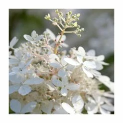 10 - 15cm Hydrangea paniculata 'Phantom' | 9cm Pot