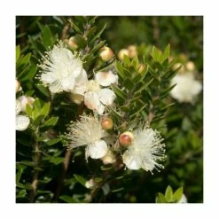 10 - 15cm Myrtus communis subsp. tarentina | 9cm Pot