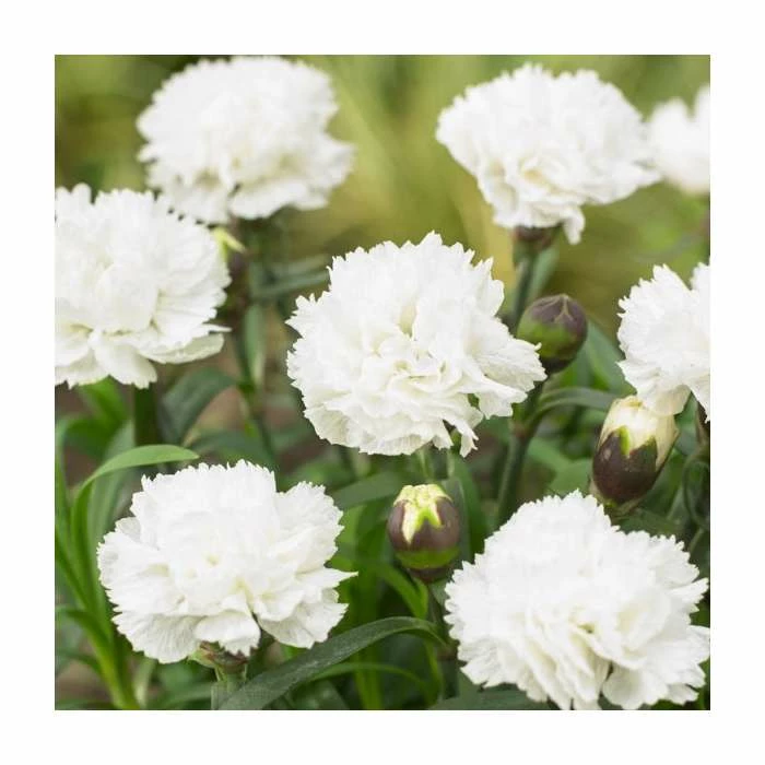 Dianthus 'Scented Memories' | 2L Pot
