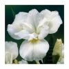 Iris sibirica 'Not Quite White' | Siberian Iris | 3L Pot