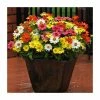 Zinnia 'Zahara' Mix | 20 Pack | Garden Ready Bedding