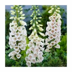 Digitalis purpurea 'Alba' | 2L Pot