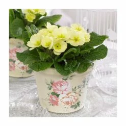 Primrose 'Candy Vanilla' | 10.5cm Pot