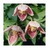 50-90cm Clematis Cirrhosa 'Freckles' | 3L Pot