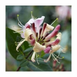50-90cm Early Dutch Honeysuckle | Lonicera Belgica | 3L Pot