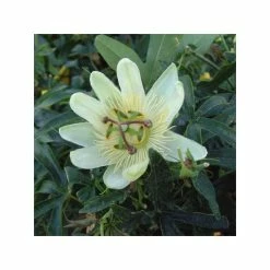 50-90cm 2ft Passion Flower Constance Eilliot | 3L Pot | Passiflora caerulea 'Constance Elliott'