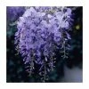 50-90cm Wisteria Sinensis 'Prolific' | 3L Pot