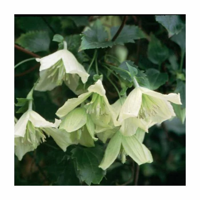 50-90cm Clematis Cirrhosa 'Ourika Valley' | 3L Pot