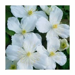 50-90cm Clematis Montana 'Spooneri' | 3L Pot