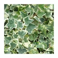50-90cm Hedera Helix 'Clotted Cream' | 3L Pot