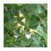 50-90cm Lonicera Japonica 'Mint Crisp' | 3L Pot