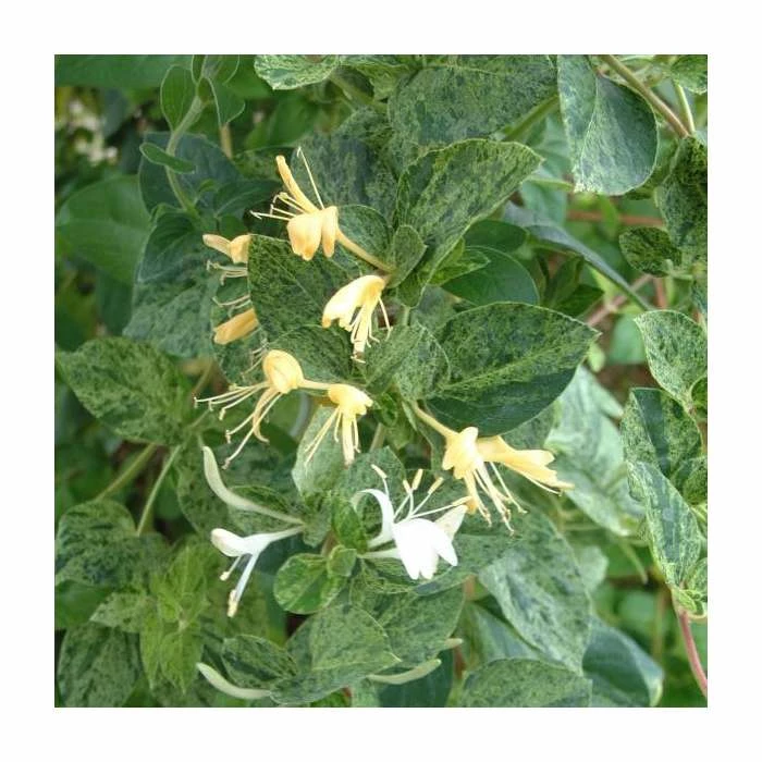 50-90cm Lonicera Japonica 'Mint Crisp' | 3L Pot