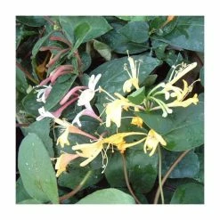 50-90cm Lonicera Japonica 'Purpurea' | 3L Pot