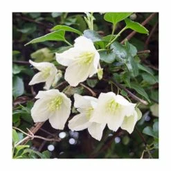 50-90cm Clematis cirrhosa 'Jingle Bells' | 3L Pot