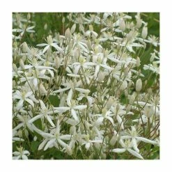 50-90cm Clematis 'Sweet Sensation' | 3L Pot