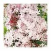 50-90cm Many-Flowered Jasmine | Jasminum polyanthum | 3L Pot