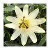 50-90cm Passiflora 'Snow Queen' | Semi-Evergreen White Passion Flower| 3L Pot