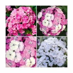 3 x Dianthus Plants | Dianthus Dash F1 Collection | 3 x 10.5cm Pots