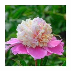 Peony 'Lady Liberty' | Paeonia lactiflora | 2L Pot