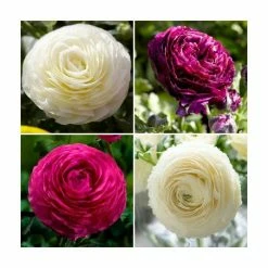 Ranunculus asiaticus Vortex F1 Collection | 3 x 10.5cm Pots