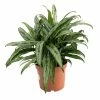 Aglaonema 'Pincel' | Chinese Evergreen