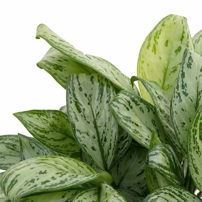 Aglaonema 'Splash' | Chinese Evergreen - Image 2