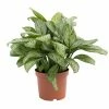 Aglaonema 'Splash' | Chinese Evergreen