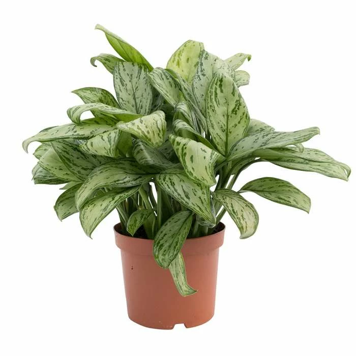 Aglaonema 'Splash' | Chinese Evergreen