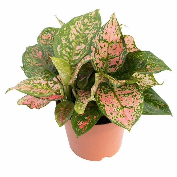 Aglaonema 'Valentine' | Chinese Evergreen - Image 3