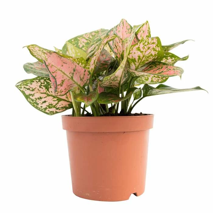 Aglaonema 'Valentine' | Chinese Evergreen