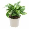 30cm Calathea 'Freddie' | Zebra Plant | 13cm Pot