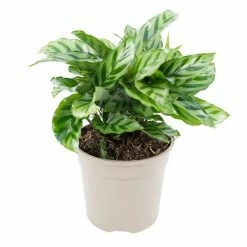 30cm Calathea 'Freddie' | Zebra Plant | 13cm Pot