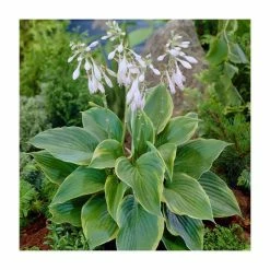 Hosta Alvatine Taylor v | 3 Litre Pot