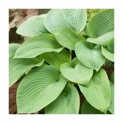Hosta Jurassic Park | 5 Litre Pot