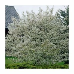 Amelanchier lamarckii | Amelanchier Tree