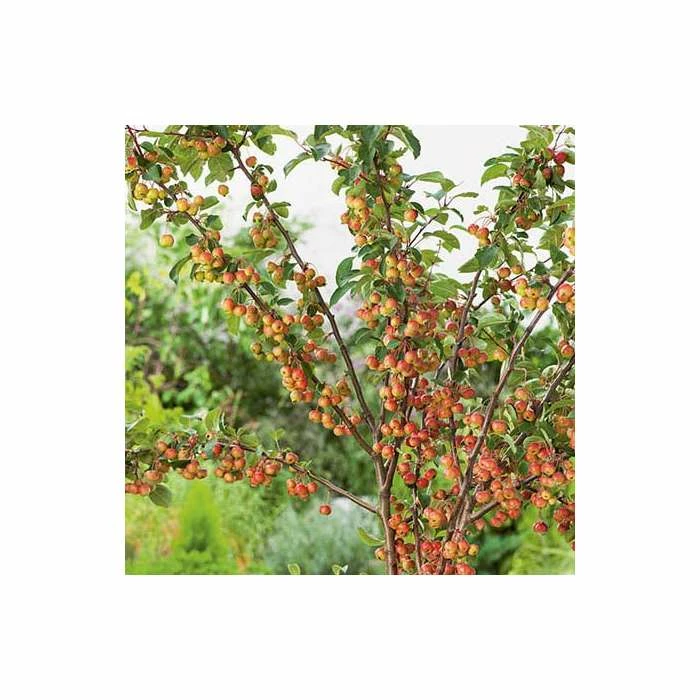 Malus 'Evereste' | Crab Apple Tree | 12L Pot | 150-180cm | By Frank P Matthews - Image 3