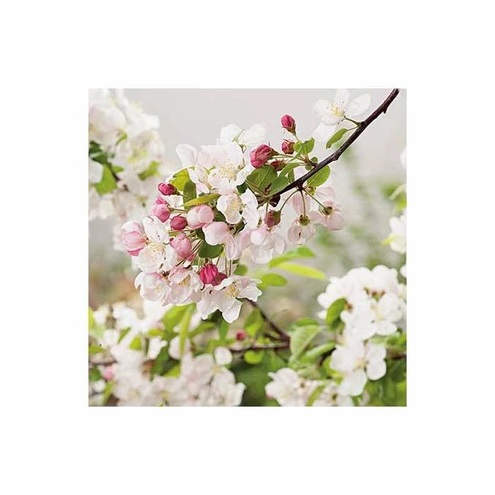Malus 'Evereste' | Crab Apple Tree | 12L Pot | 150-180cm | By Frank P Matthews - Image 6