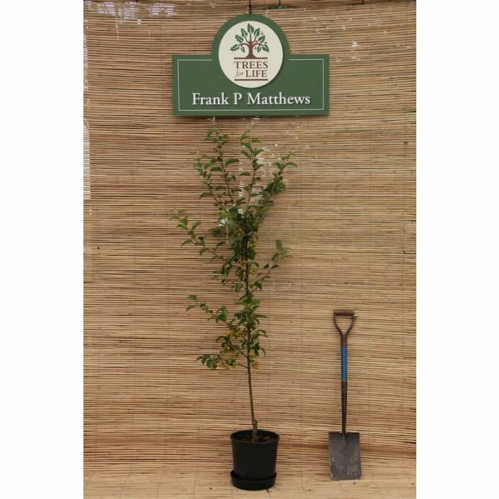 Malus 'Evereste' | Crab Apple Tree | 12L Pot | 150-180cm | By Frank P Matthews - Image 2