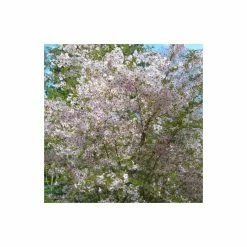 Prunus 'The Bride' | Cherry Blossom Tree | 12L Pot | 150-180cm | By Frank P Matthews
