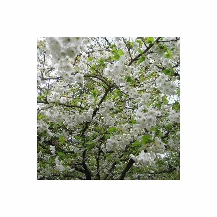 Prunus 'Shogetsu' | Cherry Blossom Tree - Image 3