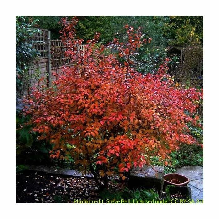 Prunus 'Kojo No Mai' | Cherry Blossom Tree - Image 5