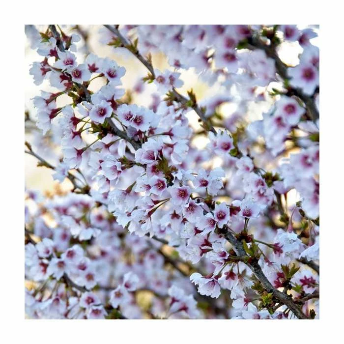 Prunus 'Kojo No Mai' | Cherry Blossom Tree - Image 6