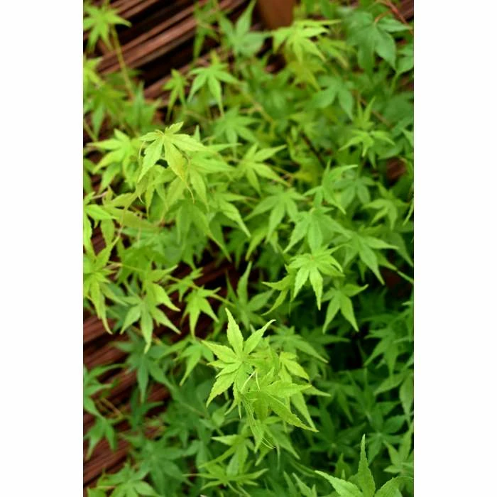 Acer palmatum | Japanese Maple Tree - Image 3