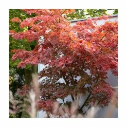 Acer palmatum | Japanese Maple Tree