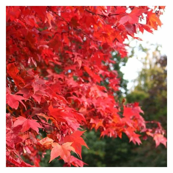 Acer palmatum | Japanese Maple Tree - Image 2