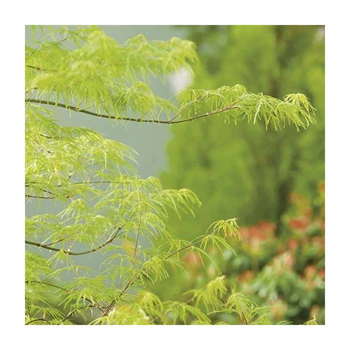 Acer palmatum 'Dissectum' | Japanese Maple Tree - Image 4